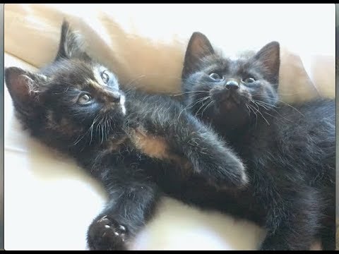 Cutest Kitten Snuggle & Mia Takes Over The Perch - #43 - Feral Cat Family Socialization