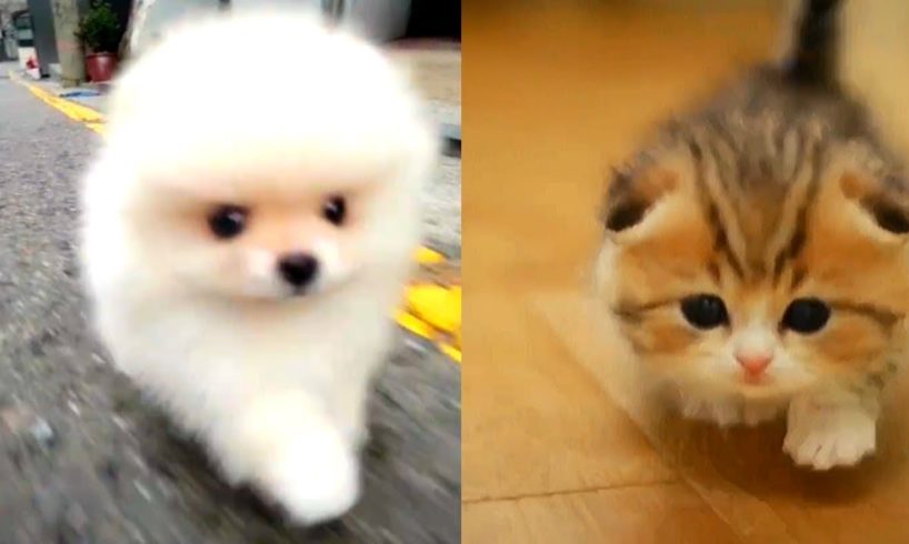 ? Cutest Pets Compilation ? #1 | Cute Animals