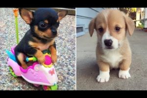 Cutest Puppies And Baby Animals 🔴 Baby Cats | Baby Animals | Funny Pet Animals Life - Puppy Videos