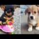 Cutest Puppies And Baby Animals ? Baby Cats | Baby Animals | Funny Pet Animals Life - Puppy Videos