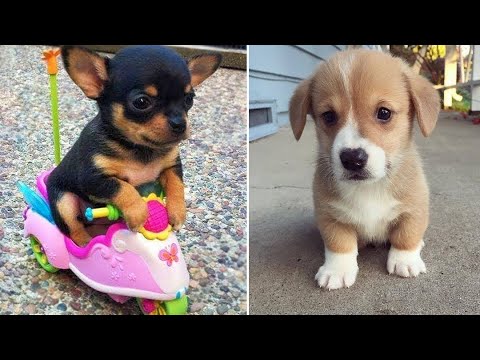 Cutest Puppies And Baby Animals ? Baby Cats | Baby Animals | Funny Pet Animals Life - Puppy Videos