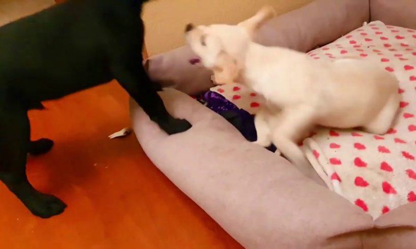 Cutest Puppies! Cute Puppies Videos   Sophie VS Tyler
