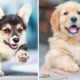 ♥Cutest Puppies Doing Funny Things 2020♥ #5 Cute Baby Dogs