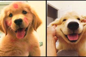 ♥Cutest Puppies Doing Funny Things 2020♥ #5 Cute Dogs | Cutest Puppies City
