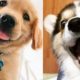 ♥Cutest Puppies Doing Funny Things 2020♥ #6 Cute Baby Dogs