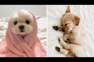 Cutest Puppies Doing Funny Things 2020 ♥ Cute Baby Dogs #1