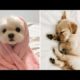 Cutest Puppies Doing Funny Things 2020 ♥ Cute Baby Dogs #1