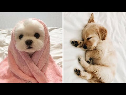 Cutest Puppies Doing Funny Things 2020 ♥ Cute Baby Dogs #1