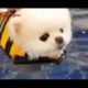 Cutest Puppies Doing Funny Things 2020❤/Cutest Animals