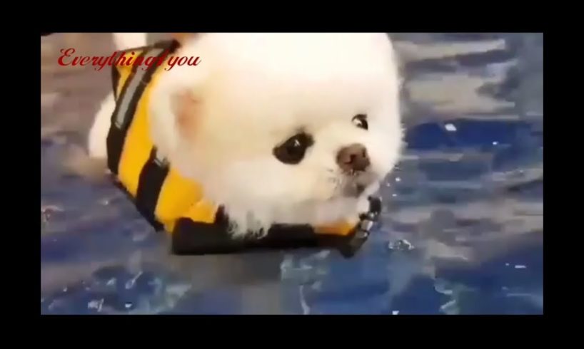 Cutest Puppies Doing Funny Things 2020❤/Cutest Animals