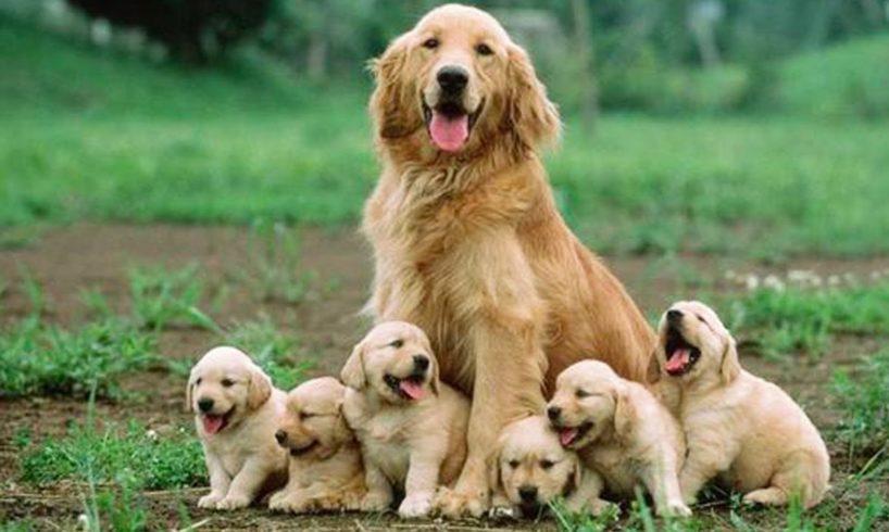 Cutest Puppies! Mother Dogs and Cute Puppies Videos Compilation, Cute moment of Puppy #3