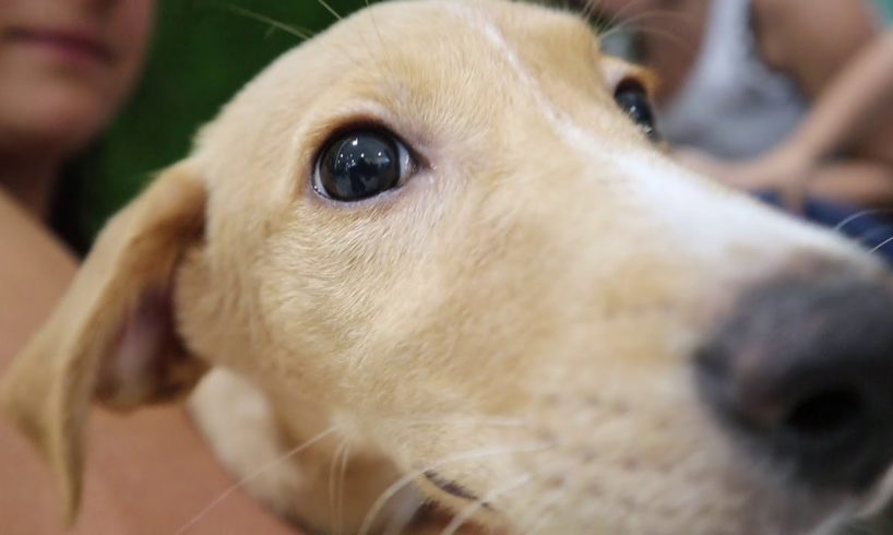 Cutest Puppies find their forever homes- SDC