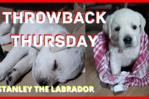 Cutest Puppy Compilation | Funny Pet Videos | Throwback Thursday