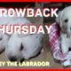 Cutest Puppy Compilation | Funny Pet Videos | Throwback Thursday