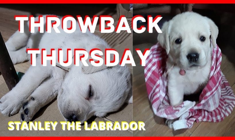 Cutest Puppy Compilation | Funny Pet Videos | Throwback Thursday