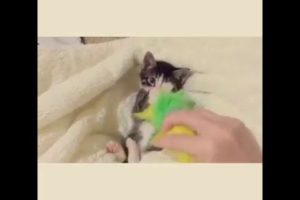 Cutest kitten ever wants his toy back