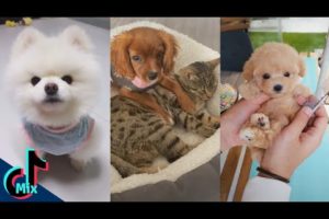 Cutest puppies of Tik Tok compilation 2020