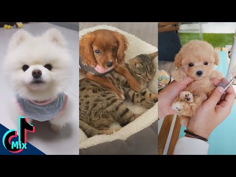 Cutest puppies of Tik Tok compilation 2020