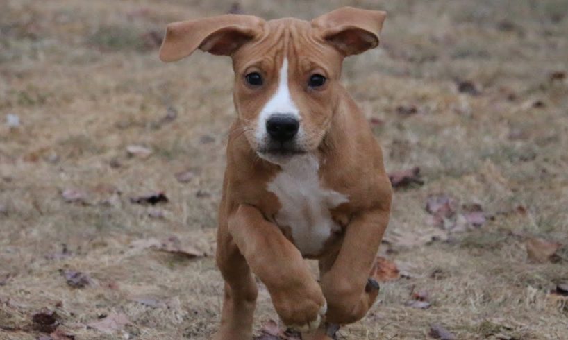 Cutest puppies playing outside