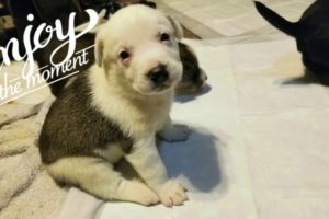Cutest puppy photos in the world