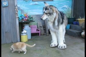 Dire Wolf plays with Kitty Cat