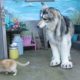 Dire Wolf plays with Kitty Cat