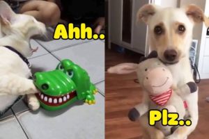 Dog And Cat Reaction To Toy - Funniest Dog & Cat Toy Reaction Compilation