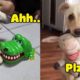 Dog And Cat Reaction To Toy - Funniest Dog & Cat Toy Reaction Compilation