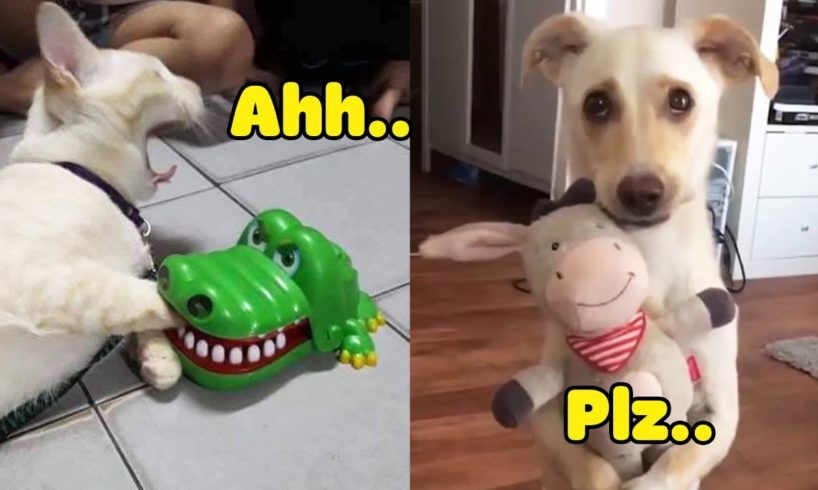 Dog And Cat Reaction To Toy - Funniest Dog & Cat Toy Reaction Compilation