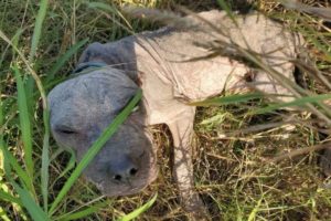 Dog Dumped and Left to Die in South Texas Gets Rescued