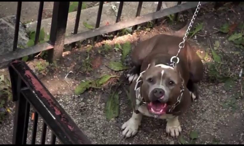 Dog Fighting In Chicago