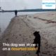 Dog Found On Deserted Island and Rescued by a Man On Cruise
