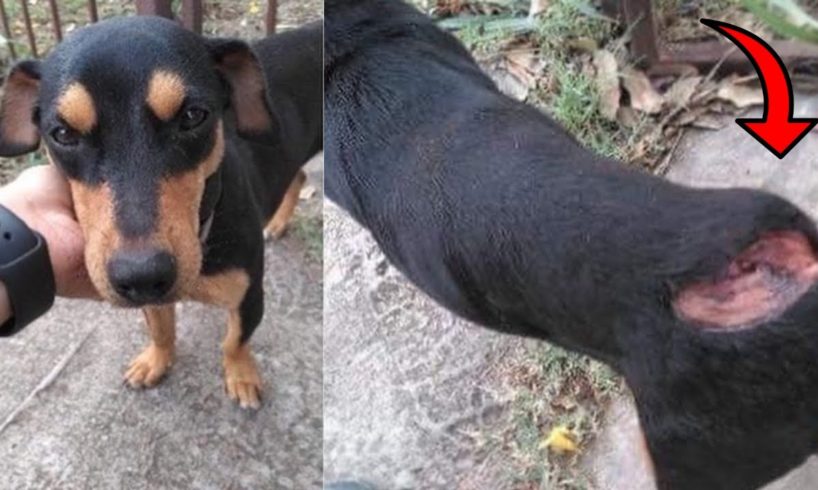 Dog Has a Chunk Missing From Her Back Gets Rescued