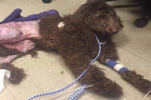 Dog Hit By Car and The Driver Sped Off and Her Owner Abandoned Her