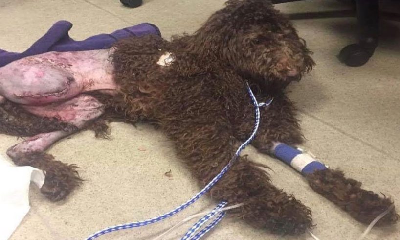 Dog Hit By Car and The Driver Sped Off and Her Owner Abandoned Her