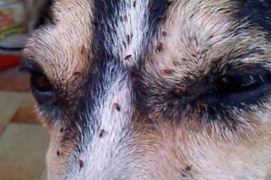 Dog Infested With 1,000 Fleas Makes Remarkable Recovery