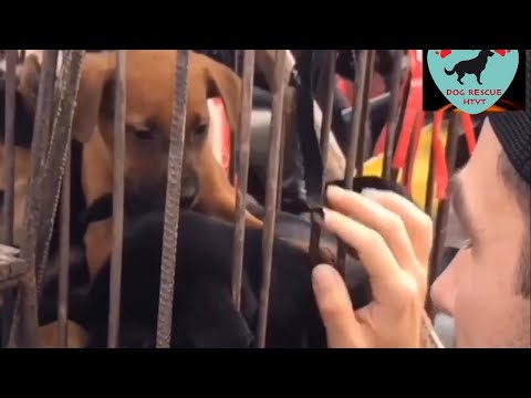 Dog Rescued From Dog Meat Festival Will Melt Your Heart