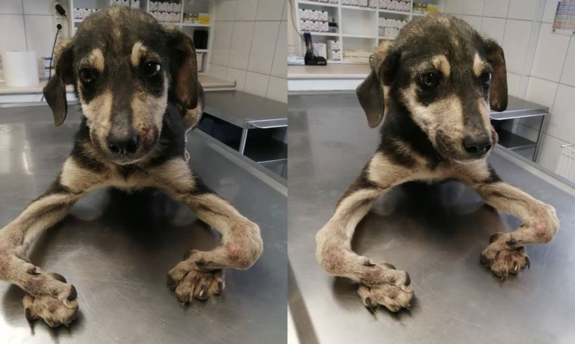 Dog With Bent Legs Wandering Streets For Months Gets Rescued