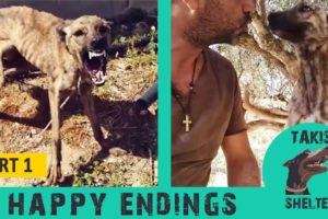 Dog rescue stories happy endings - Before and after adoption - Part 1 - Takis Shelter