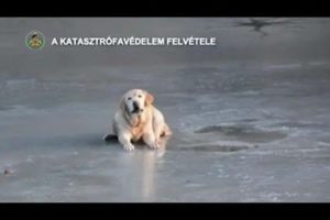 Dog rescued from frozen lake in Hungary