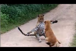 Dog vs leopard fight/leopard attack Dog/in Road/Discovery/Animal planet/By NATIONAL FLASHBACK.[HD]