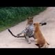 Dog vs leopard fight/leopard attack Dog/in Road/Discovery/Animal planet/By NATIONAL FLASHBACK.[HD]