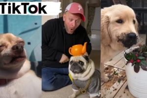 Dogs of TikTok ~ Funniest Compilation of Cutest Puppies on TIK TOK