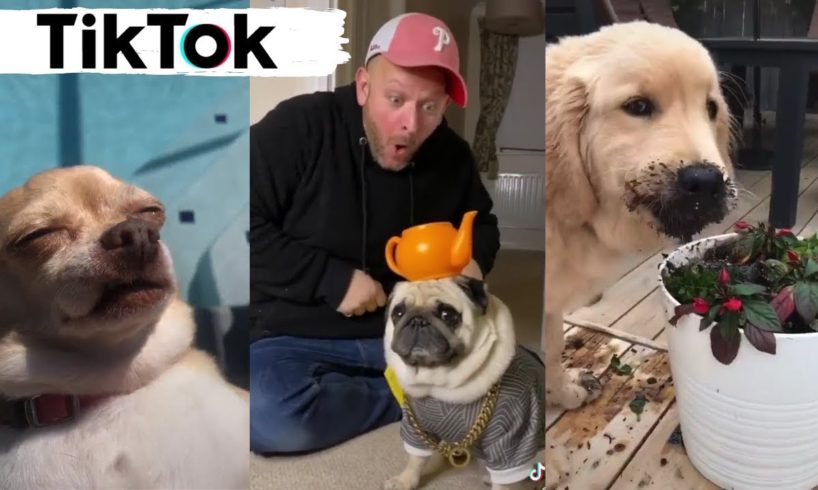 Dogs of TikTok ~ Funniest Compilation of Cutest Puppies on TIK TOK