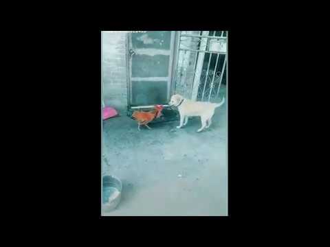 Dogs vs Chicken - Funny and Cute animal fights - kids and Pets