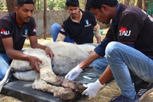 Donkey rescued with rope hidden inside flesh. Happy now.