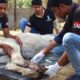 Donkey rescued with rope hidden inside flesh. Happy now.