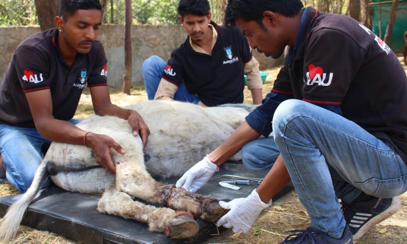 Donkey rescued with rope hidden inside flesh. Happy now.