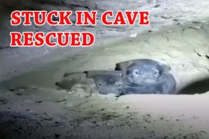Dying Puppies Were Rescued From Cave Faith in Humanity Restored