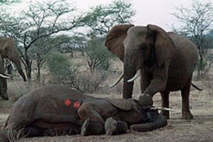 Elephant vs Elephant Wild Animal Fights To The Dead